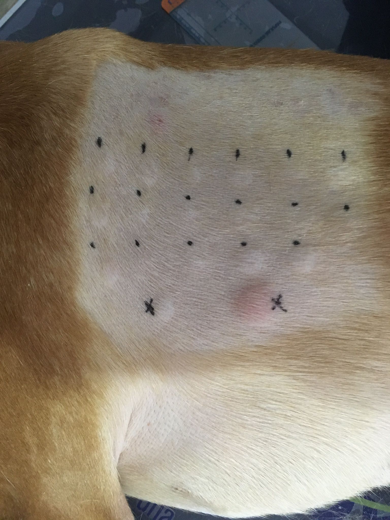 Dermatologia Veterinaria