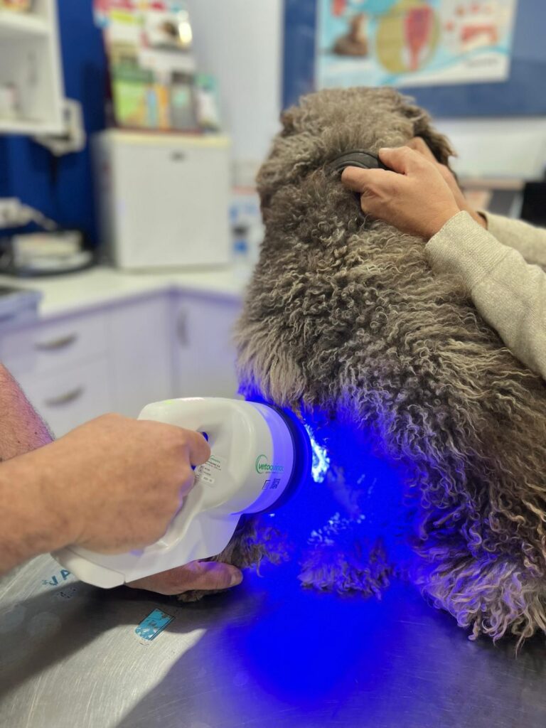 Dermatologia Veterinaria